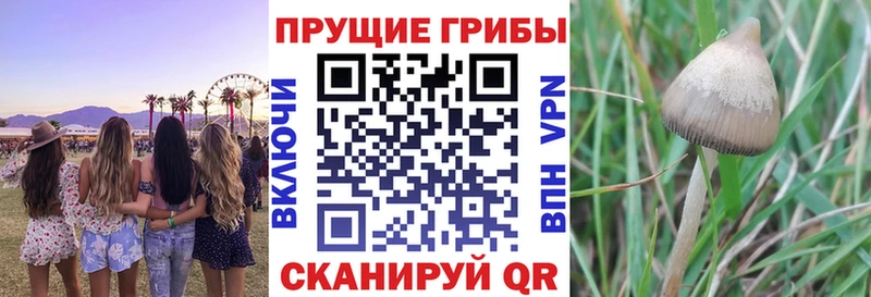 дарнет шоп Крымск площадка официальный сайт Псилоцибиновые грибы Cubensis